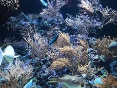 -新加坡海洋生态馆