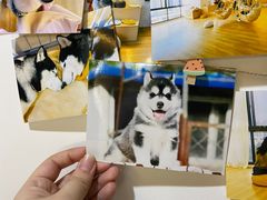 -Husky Go! 哈士奇体验馆·宠物咖啡厅狗咖