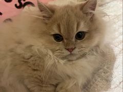 -翊宠yipet猫狗购宠庄园犬舍•猫舍