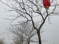 -天适樱花悠乐园
