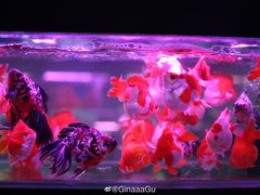 -苏州艺都古玩花鸟市场