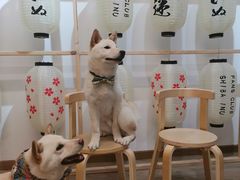 -柴迷FANS CLUB·柴犬狗咖·猫咖