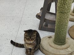 -喵园·猫主题咖啡厅·撸猫·猫咖(国贸店)