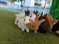 -萌宠亲子动物乐园(槐房万达店)