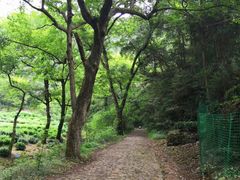 -龙井壹号·茶缘山景宴(龙井村店)