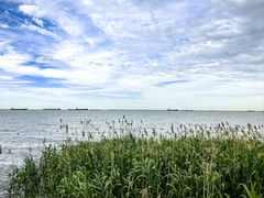 -上海吴淞炮台湾国家湿地公园