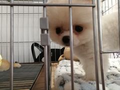 -柴犬高等学院·狗咖·柴犬售卖·宠物训练