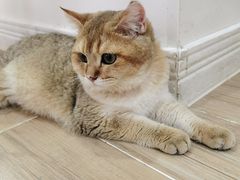 -李小姐の猫咖啡馆(五角场店)