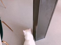 -飞行喵MR PILOT|猫舍·猫咖(静安大融城店)