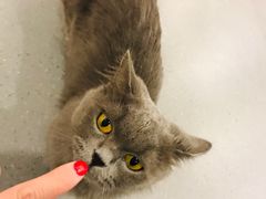 -飞行喵MR PILOT|猫舍·猫咖(静安大融城店)
