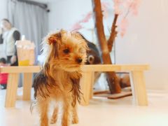 -浣熊柯尔鸭土拨鼠·电玩咖