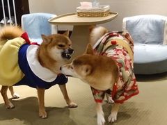 -逗柴咖啡屋·狗咖猫咖宠物桌游
