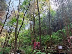 -王顺山国家森林公园