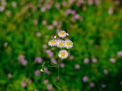 -上海吴淞炮台湾国家湿地公园