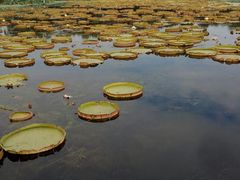 -荷塘月色湿地公园·向阳花洲