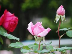 -奉浦四季生态园