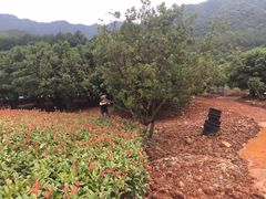 -逸廊大堂吧-下午茶·简餐-千岛湖自由洲际殿