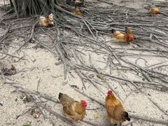 -三亚海棠湾万丽度假酒店