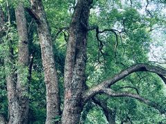 -石台牯牛降景区