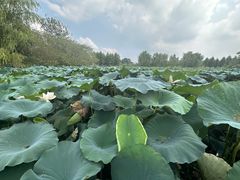 -梁鸿国家湿地公园