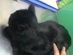 -半岛宠物医院24小时(科华中路店)