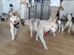 -Husky Go! 哈士奇体验馆·宠物咖啡厅狗咖