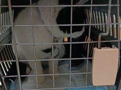 -联合动物医院(光谷诊疗中心)