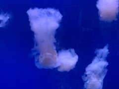 -福州罗源湾海洋世界旅游区