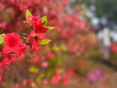 -瑞安圣井山景区