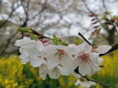 -东湖磨山景区