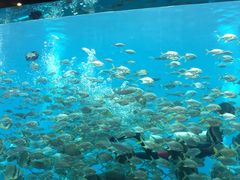 -瑞德姆美人鱼海底演艺主题餐厅(亚龙湾店)