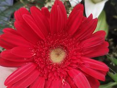 -悦海·家宴·冰花皮皮虾大锅贴(宝龙店)