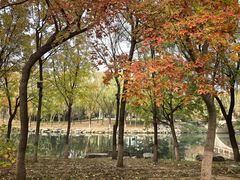 -大兴滨河森林公园