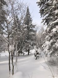 -大秃顶子山