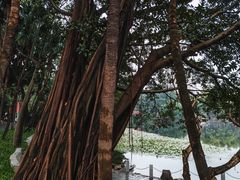-荔湾湖公园