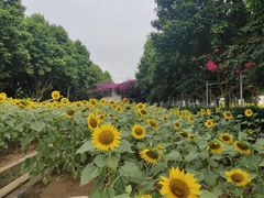 -百万葵园