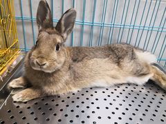 -pd派德宠物中心医院24H急重症·眼科中心·血液透析中心(嵩山北路店)