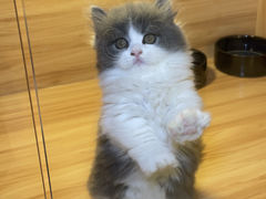 -猫十亿·布偶金渐层·曼基康矮脚猫舍(青年路店)