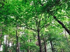 -铁山坪森林公园