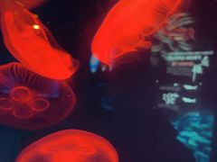 -洛阳龙门海洋馆