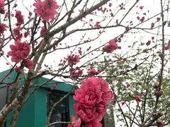 -天适樱花悠乐园