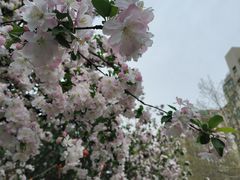 -海棠花溪(元大都城垣遗址公园)