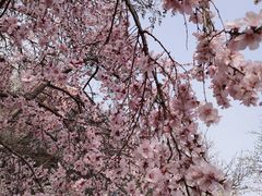 -桃花堤公园