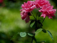 -国家植物园