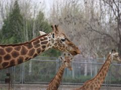 -石家庄市动物园