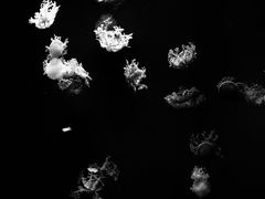 -芜湖新华联大白鲸海洋公园