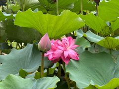 -莲花池公园