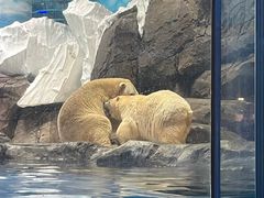-海合安武汉极地海洋公园