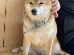 -是阿柴呀！柴犬咖啡·爱喵喵猫咖