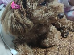 -中农大我爱我爱动物医院·核磁CT·猫病·24小时夜诊中心(石佛营店)
